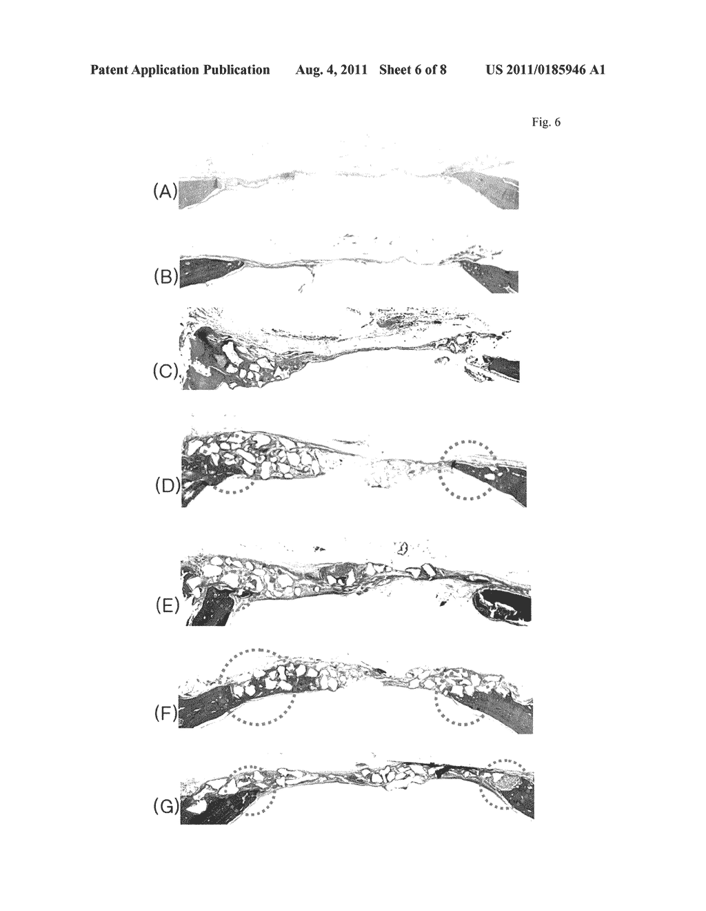 Porous composite comprising silicon-substituted hydroxyapatite and  -     tricalcium phosphate, and process for preparing the same - diagram, schematic, and image 07