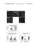 METHODS OF GENERATING TROPHECTODERM AND NEURECTODERM FROM HUMAN EMBRYONIC     STEM CELLS diagram and image