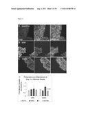 METHODS OF GENERATING TROPHECTODERM AND NEURECTODERM FROM HUMAN EMBRYONIC     STEM CELLS diagram and image