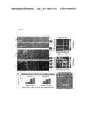 METHODS OF GENERATING TROPHECTODERM AND NEURECTODERM FROM HUMAN EMBRYONIC     STEM CELLS diagram and image