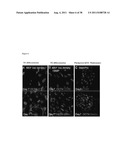 METHODS OF GENERATING TROPHECTODERM AND NEURECTODERM FROM HUMAN EMBRYONIC     STEM CELLS diagram and image