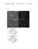 METHODS OF GENERATING TROPHECTODERM AND NEURECTODERM FROM HUMAN EMBRYONIC     STEM CELLS diagram and image