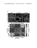 METHODS OF GENERATING TROPHECTODERM AND NEURECTODERM FROM HUMAN EMBRYONIC     STEM CELLS diagram and image