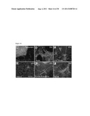 METHODS OF GENERATING TROPHECTODERM AND NEURECTODERM FROM HUMAN EMBRYONIC     STEM CELLS diagram and image