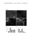 METHODS OF GENERATING TROPHECTODERM AND NEURECTODERM FROM HUMAN EMBRYONIC     STEM CELLS diagram and image