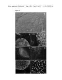 METHODS OF GENERATING TROPHECTODERM AND NEURECTODERM FROM HUMAN EMBRYONIC     STEM CELLS diagram and image