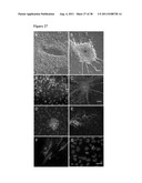 METHODS OF GENERATING TROPHECTODERM AND NEURECTODERM FROM HUMAN EMBRYONIC     STEM CELLS diagram and image