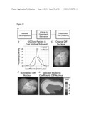 METHODS OF GENERATING TROPHECTODERM AND NEURECTODERM FROM HUMAN EMBRYONIC     STEM CELLS diagram and image