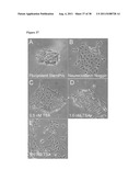 METHODS OF GENERATING TROPHECTODERM AND NEURECTODERM FROM HUMAN EMBRYONIC     STEM CELLS diagram and image