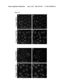 METHODS OF GENERATING TROPHECTODERM AND NEURECTODERM FROM HUMAN EMBRYONIC     STEM CELLS diagram and image