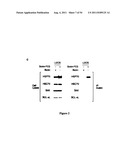 Modulators of HSP70/DnaK Function and Methods of Use Thereof diagram and image