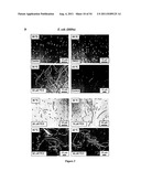 Modulators of HSP70/DnaK Function and Methods of Use Thereof diagram and image