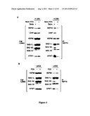 Modulators of HSP70/DnaK Function and Methods of Use Thereof diagram and image