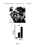 Modulators of HSP70/DnaK Function and Methods of Use Thereof diagram and image