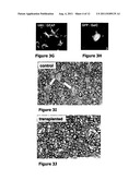 HUMAN STEM CELL-DERIVED NEURAL PRECURSORS FOR TREATMENT OF AUTOIMMUNE     DISEASES OF THE CENTRAL NERVOUS SYSTEM diagram and image