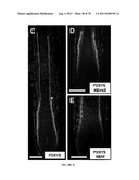 METHODS FOR P2RY5 MEDIATED REGULATION OF HAIR GROWTH AND MUTANTS THEREOF diagram and image