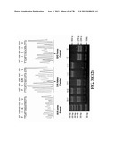 METHODS FOR P2RY5 MEDIATED REGULATION OF HAIR GROWTH AND MUTANTS THEREOF diagram and image