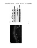 METHODS FOR P2RY5 MEDIATED REGULATION OF HAIR GROWTH AND MUTANTS THEREOF diagram and image