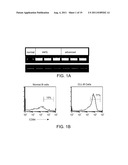 COMPOSITIONS COMPRISING SOLUBLE CD84 OR ANTI-CD84 ANTIBODIES AND METHODS     FOR DIAGNOSING AND TREATING B-CLL diagram and image