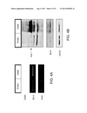 COMPOSITIONS COMPRISING SOLUBLE CD84 OR ANTI-CD84 ANTIBODIES AND METHODS     FOR DIAGNOSING AND TREATING B-CLL diagram and image