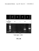 NOVEL ANTIVIRAL COMPOUNDS FROM MARINE EXTRACTS diagram and image