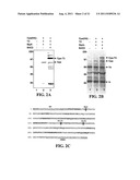 Methods and Compositions for the Display of Polypeptides on the Pili of     Gram-Positive Bacteria diagram and image