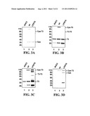 Methods and Compositions for the Display of Polypeptides on the Pili of     Gram-Positive Bacteria diagram and image