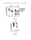 Methods and Compositions for the Display of Polypeptides on the Pili of     Gram-Positive Bacteria diagram and image