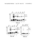 Methods and Compositions for the Display of Polypeptides on the Pili of     Gram-Positive Bacteria diagram and image