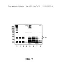 Methods and Compositions for the Display of Polypeptides on the Pili of     Gram-Positive Bacteria diagram and image