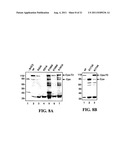 Methods and Compositions for the Display of Polypeptides on the Pili of     Gram-Positive Bacteria diagram and image