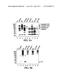 Methods and Compositions for the Display of Polypeptides on the Pili of     Gram-Positive Bacteria diagram and image