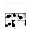 Methods and Compositions for the Display of Polypeptides on the Pili of     Gram-Positive Bacteria diagram and image