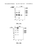 Methods and Compositions for the Display of Polypeptides on the Pili of     Gram-Positive Bacteria diagram and image