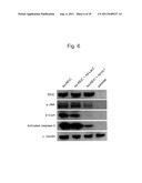 Therapeutic Agent for Malignant Mesothelioma and Immunostimulant diagram and image