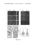 METHODS TO TREAT NEURODEGENERATIVE CONDITIONS OR DISEASES BY TARGETING     COMPONENTS OF A PTEN SIGNALING PATHWAY diagram and image