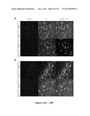 METHODS TO TREAT NEURODEGENERATIVE CONDITIONS OR DISEASES BY TARGETING     COMPONENTS OF A PTEN SIGNALING PATHWAY diagram and image