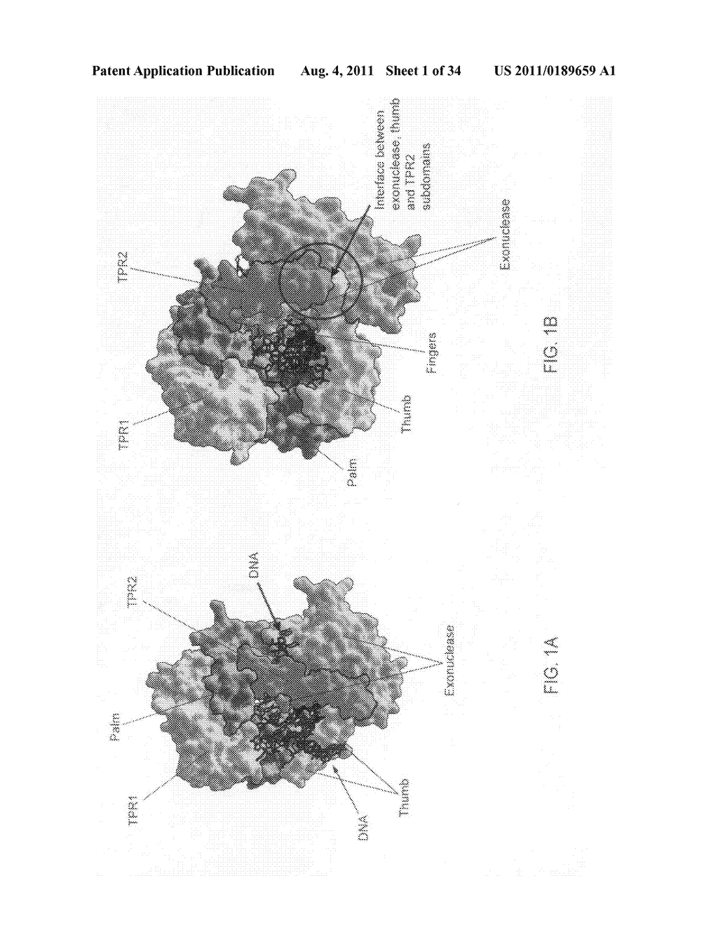 Generation of modified polymerases for improved accuracy in single     molecule sequencing - diagram, schematic, and image 02