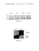 METHODS OF AIDING IN THE DIAGNOSIS OF PROSTATE CANCER diagram and image