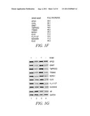 METHODS OF AIDING IN THE DIAGNOSIS OF PROSTATE CANCER diagram and image