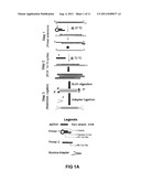 Methods For Preparing Sequencing Libraries diagram and image