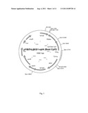 PENTOSE SUGAR FERMENTING CELL diagram and image