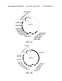 MICROBIAL SYSTEMS FOR PRODUCING COMMODITY CHEMICALS diagram and image