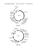 MICROBIAL SYSTEMS FOR PRODUCING COMMODITY CHEMICALS diagram and image