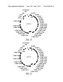 MICROBIAL SYSTEMS FOR PRODUCING COMMODITY CHEMICALS diagram and image