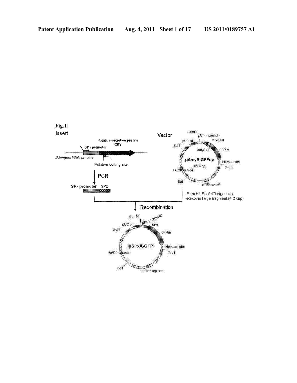 TRANSFECTION VECTOR - diagram, schematic, and image 02