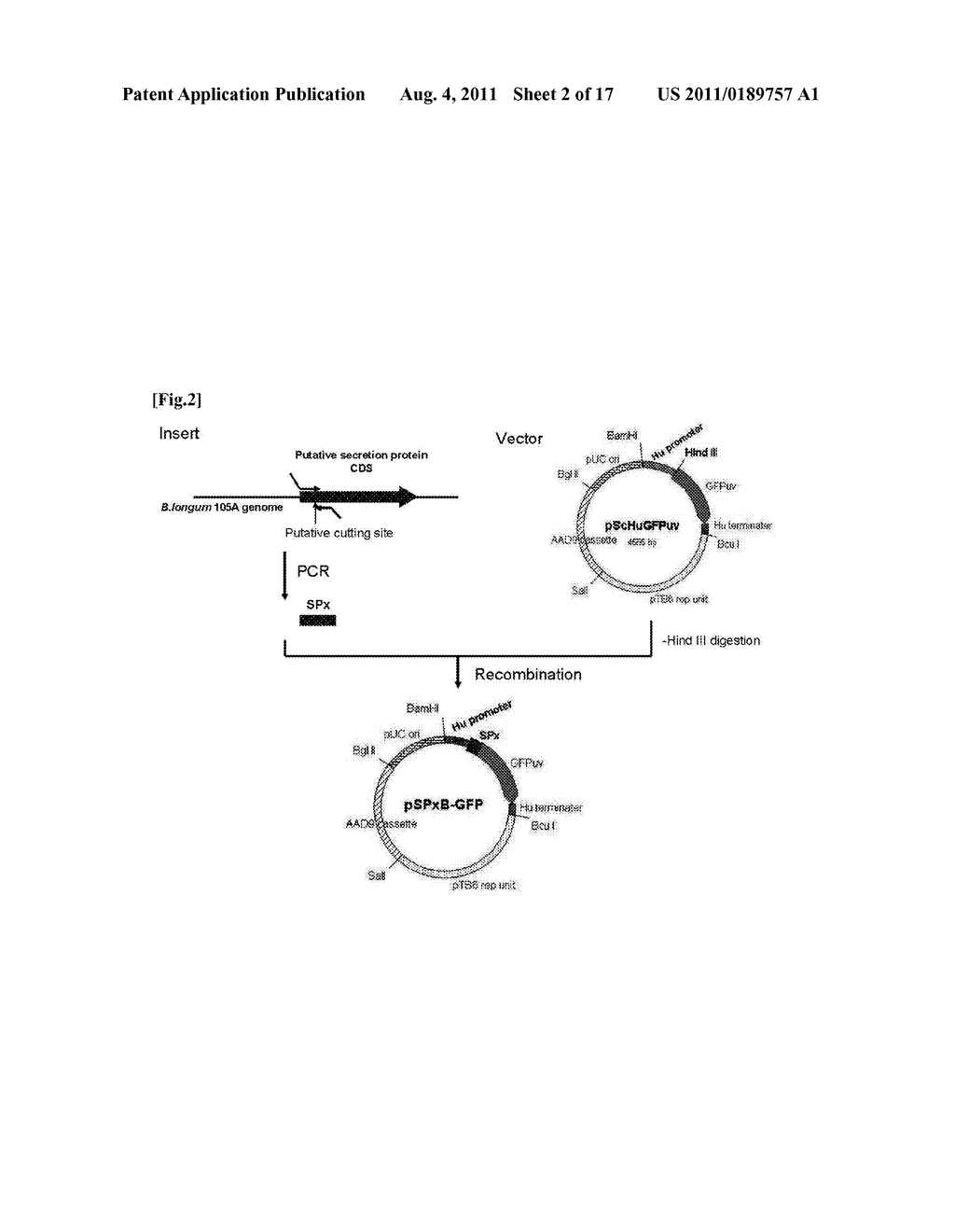 TRANSFECTION VECTOR - diagram, schematic, and image 03