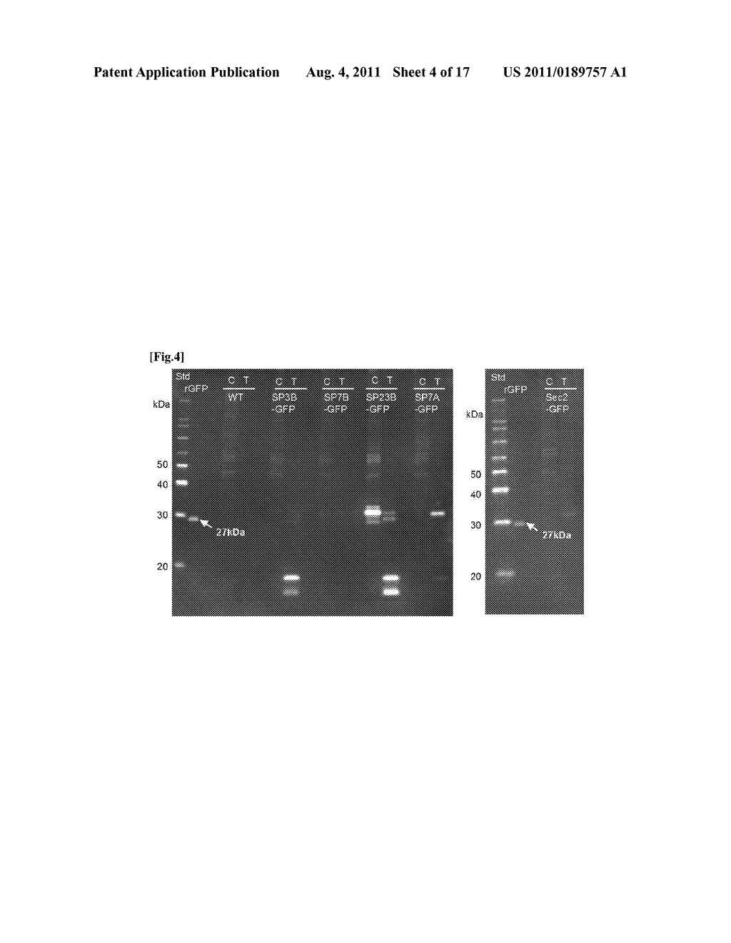 TRANSFECTION VECTOR - diagram, schematic, and image 05