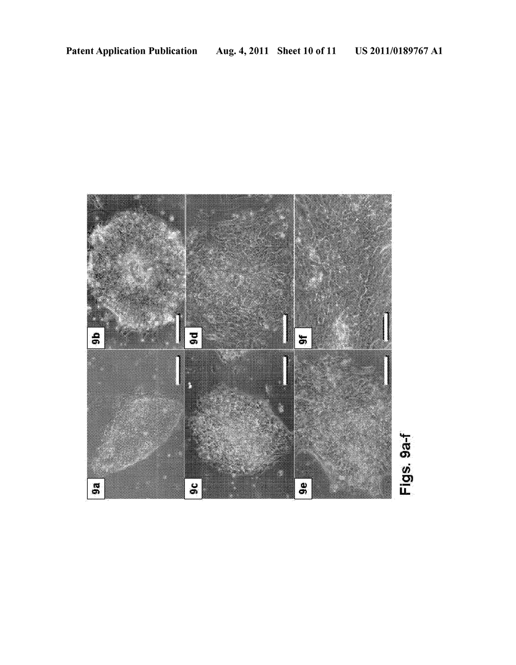 METHODS OF PREPARING FEEDER CELLS-FREE, XENO-FREE HUMAN EMBRYONIC STEM     CELLS AND STEM CELL CULTURES PREPARED USING SAME - diagram, schematic, and image 11