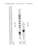 PLANT CENTROMERE COMPOSITIONS diagram and image